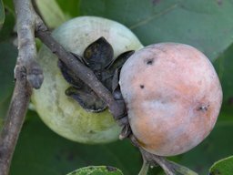 American Persimmons (Diospyros virginiana / Ebenaceae)