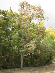 Persimmons do not like to grow in the forest