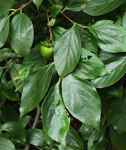 Persimmon fruit and leaves