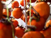 Hoshigaki. Japanese traditional dried persimmon