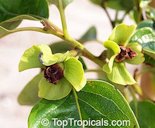 Persimmon flower