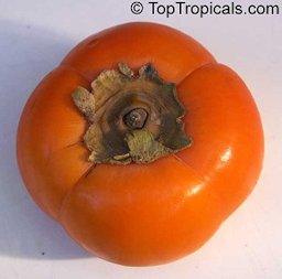 Japanese persimmon