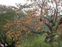 Persimmons in Nakagawa, Nanyo City, Yamagata Prefecture, Japan