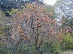 Plaqueminier (Diospyros kaki) et ses kakis dans un jardin de Saint-Bonnet-du-Gard (Gard, Languedoc-Roussillon, France)