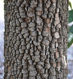 Bark