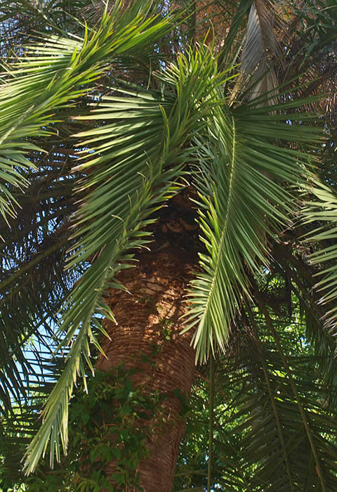 P. canariensis leaves with twisted rachis