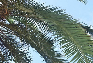 P. canariensis leaves with leaflets in several planes