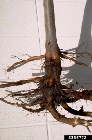 Phytophthora Root Rot