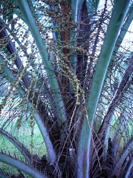 Look for short spines on each side of the frond