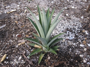 Planting the pineapple top