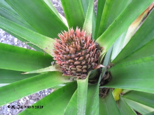 Inflorescence