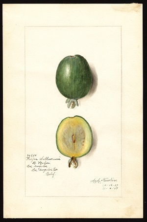 Feijoa; Feijoa sellowiana