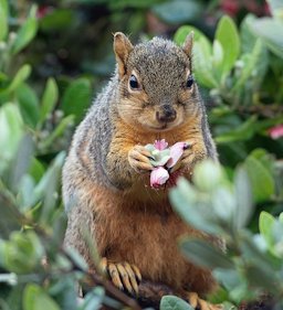 Love those blossoms! The pineapple guava blossoms are very popular with many critters, including the Fox squirrels