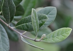 Leaves of the Feijoa sellowiana