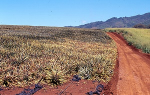 Root rot of pineapple (Ananas comosus) caused by Phytophthora cinnamomi