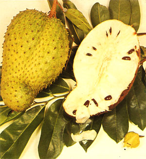 Plate 10: SOURSOP, Annona muricata