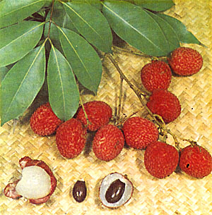 Plate XXXII: LYCHEE, Litchi chinensis