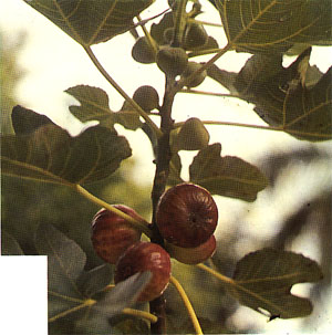 Plate V: FIG, Ficus carica