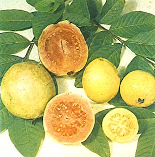 GUAVA, Psidium guajava