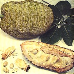 JACKFRUIT, Artocarpus heterophyllus