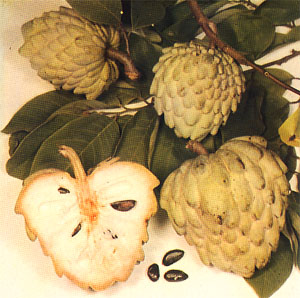 Plate 9: ATEMOYA, Annona squamosa × Annona cherimola