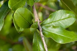 Punica granatum L., Istria, Croatia