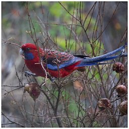 A crimson rosella eating a pomegranate during winter