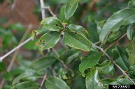 Pomegranate Anthracnose