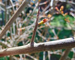 Pomegranate thorns