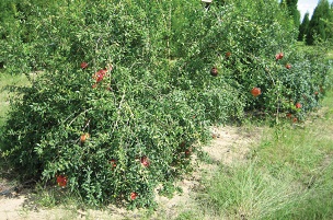 Figure 1. Plants of Parfyanka at about 5 years of age in 2015