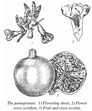 The pomegranate. 1) Flowering shoot; 2) Flower