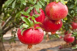 pomegranates