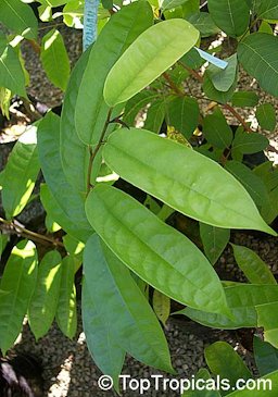 Leaves