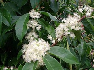 Rainforest plum flowers