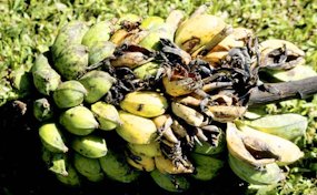 Rats feeding injury to banana fruit