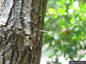 Sawdust tube produced by the ambrosia beetle on a dead redbay