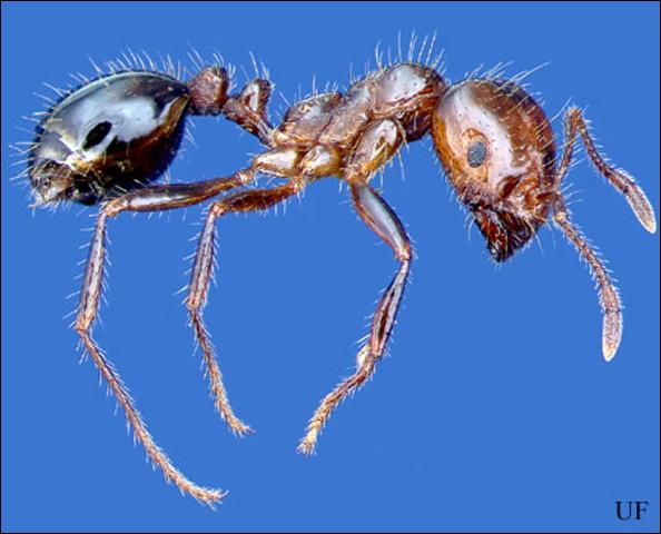 Lateral view of a worker of the red imported fire ant