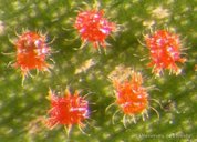 Adult females of the red palm mite, Raoiella indica Hirst.