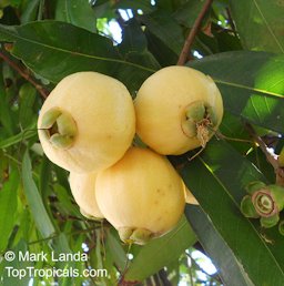 Syzygium jambos