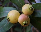 Syzygium jambos (L.) Alston