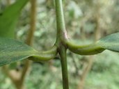 Rose-Apple Syzygium jambos. Taiwan.