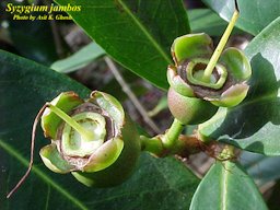 Syzygium jambos