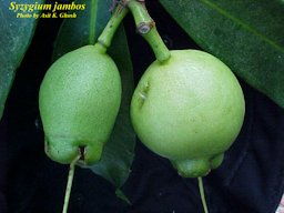 Syzygium jambos