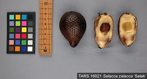 Salak fruit