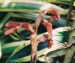 Inflorescence