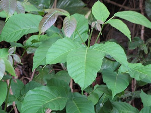 Leaf habit