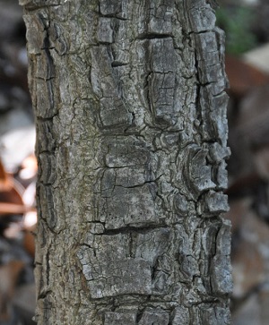 Bark