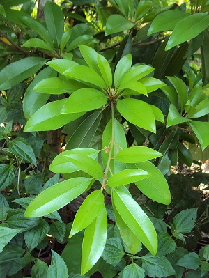 Fruit and flowers emerging