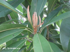 Pinkish new growth