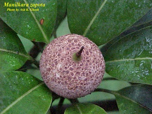 Sapodilla fruit